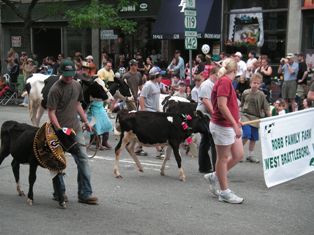 Strolling of the Heifers, 7Jun08